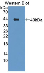 CHL1 Polyclonal Antibody