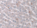 COX1 Antibody in Immunohistochemistry (Paraffin) (IHC (P))