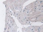 COX1 Antibody in Immunohistochemistry (Paraffin) (IHC (P))