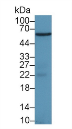 COX1 Antibody in Western Blot (WB)