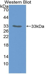 COX1 Antibody in Western Blot (WB)