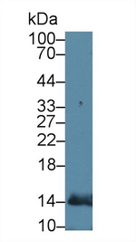 Cytochrome C Antibody in Western Blot (WB)
