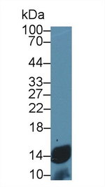 Cytochrome C Antibody in Western Blot (WB)