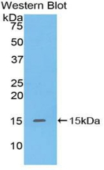 Defensin 5 Polyclonal Antibody