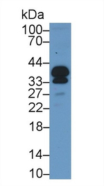 POMC Antibody in Western Blot (WB)
