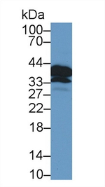 POMC Polyclonal Antibody