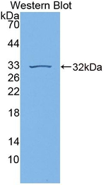 GBP7 Polyclonal Antibody