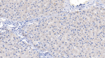 PLCD3 Polyclonal Antibody