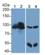 PLCD3 Antibody in Western Blot (WB)