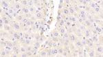 MRP6 Polyclonal Antibody