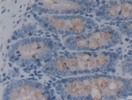 REG3B Polyclonal Antibody