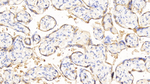 ERp57 Antibody in Immunohistochemistry (Paraffin) (IHC (P))