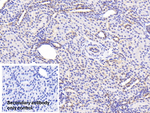 ERp57 Antibody in Immunohistochemistry (Paraffin) (IHC (P))