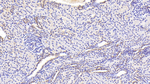 ERp57 Antibody in Immunohistochemistry (Paraffin) (IHC (P))