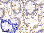 ERp57 Antibody in Immunohistochemistry (Paraffin) (IHC (P))