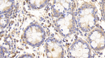 ERp57 Antibody in Immunohistochemistry (Paraffin) (IHC (P))