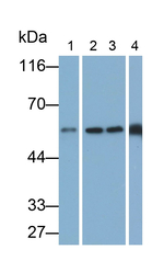 ERp57 Antibody in Western Blot (WB)