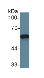 ERp57 Antibody in Western Blot (WB)