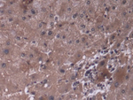 P4HA3 Antibody in Immunohistochemistry (Paraffin) (IHC (P))