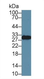 14-3-3 sigma Antibody in Western Blot (WB)