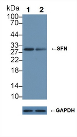 14-3-3 sigma Antibody in Western Blot (WB)