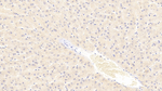 TUBA3C Antibody in Immunohistochemistry (Paraffin) (IHC (P))