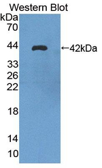TUBA3C Antibody in Western Blot (WB)