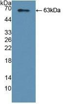 YARS Antibody in Western Blot (WB)