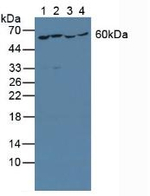 YARS Antibody in Western Blot (WB)