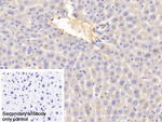 Transferrin Antibody in Immunohistochemistry (Paraffin) (IHC (P))