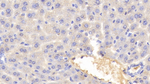 Transferrin Antibody in Immunohistochemistry (Paraffin) (IHC (P))