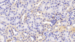 Transferrin Antibody in Immunohistochemistry (Paraffin) (IHC (P))