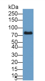 Transferrin Antibody in Western Blot (WB)