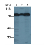 Transferrin Antibody in Western Blot (WB)