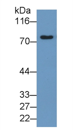 Transferrin Antibody in Western Blot (WB)