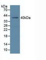 BMI-1 Antibody in Western Blot (WB)