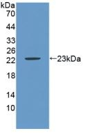 Carbonic Anhydrase IX Antibody in Western Blot (WB)