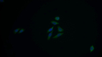ACAT1 Polyclonal Antibody