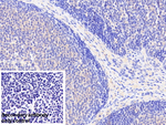 ACAT1 Antibody in Immunohistochemistry (Paraffin) (IHC (P))