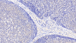 ACAT1 Antibody in Immunohistochemistry (Paraffin) (IHC (P))