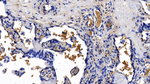 EPB41 Antibody in Immunohistochemistry (Paraffin) (IHC (P))