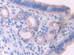 UMODL1 Antibody in Immunohistochemistry (Paraffin) (IHC (P))