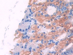 UMODL1 Antibody in Immunohistochemistry (Paraffin) (IHC (P))