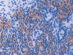 UMODL1 Antibody in Immunohistochemistry (Paraffin) (IHC (P))