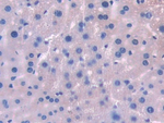UMODL1 Antibody in Immunohistochemistry (Paraffin) (IHC (P))