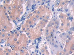 UMODL1 Antibody in Immunohistochemistry (Paraffin) (IHC (P))