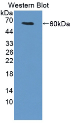 UMODL1 Antibody in Western Blot (WB)