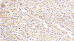 Laminin alpha-2 Polyclonal Antibody