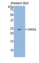 Laminin alpha-2 Antibody in Western Blot (WB)