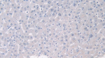 PANK4 Antibody in Immunohistochemistry (Paraffin) (IHC (P))